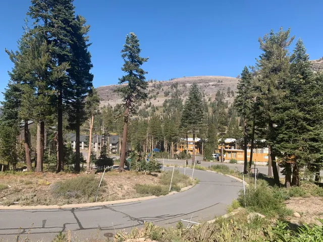 a view of a yard with plants and trees