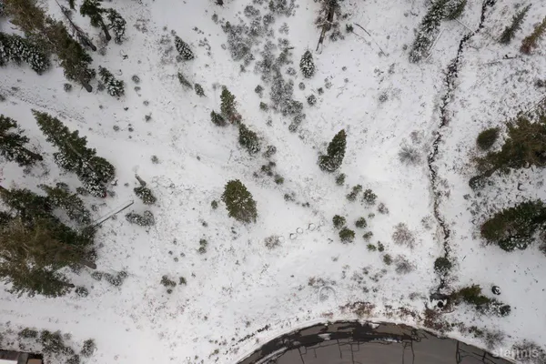 a view of a dry yard with lots of trees