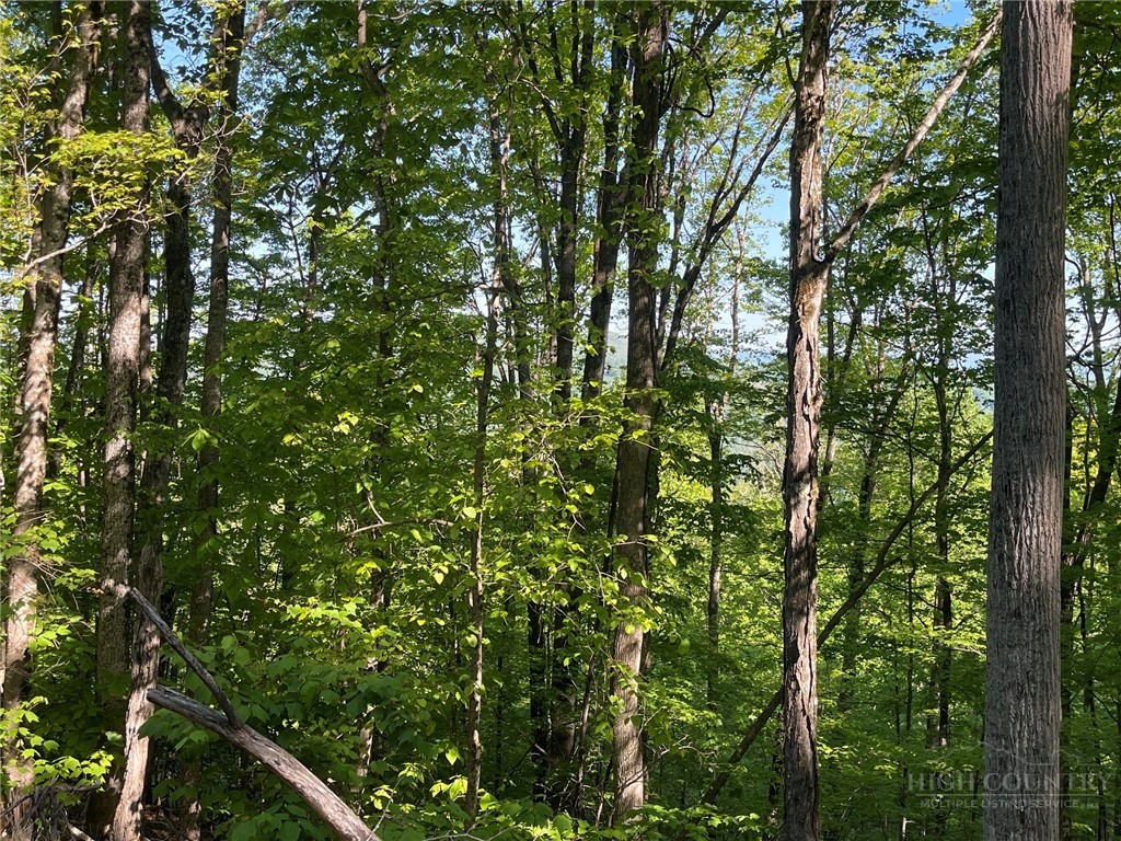 926 Pine Ridge Road Beech Mountain, NC 28604 - Photo 4 of 12