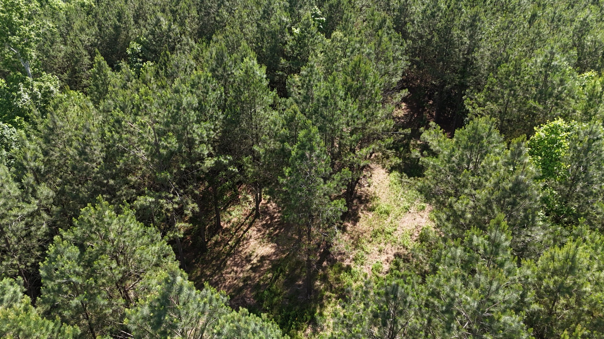 3149 Mcgee Road Linden, TN 37096 - Photo 8 of 18 a view of a lush green forest