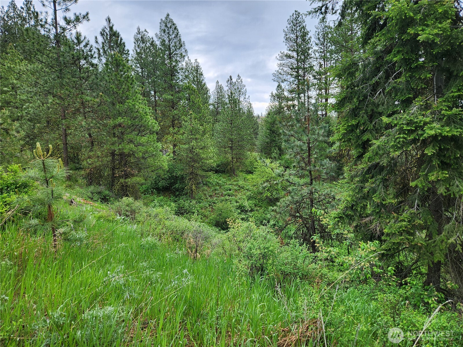 74-75 Gold Mt Road Republic, WA 99166 - Photo 6 of 25 a view of a lush green forest