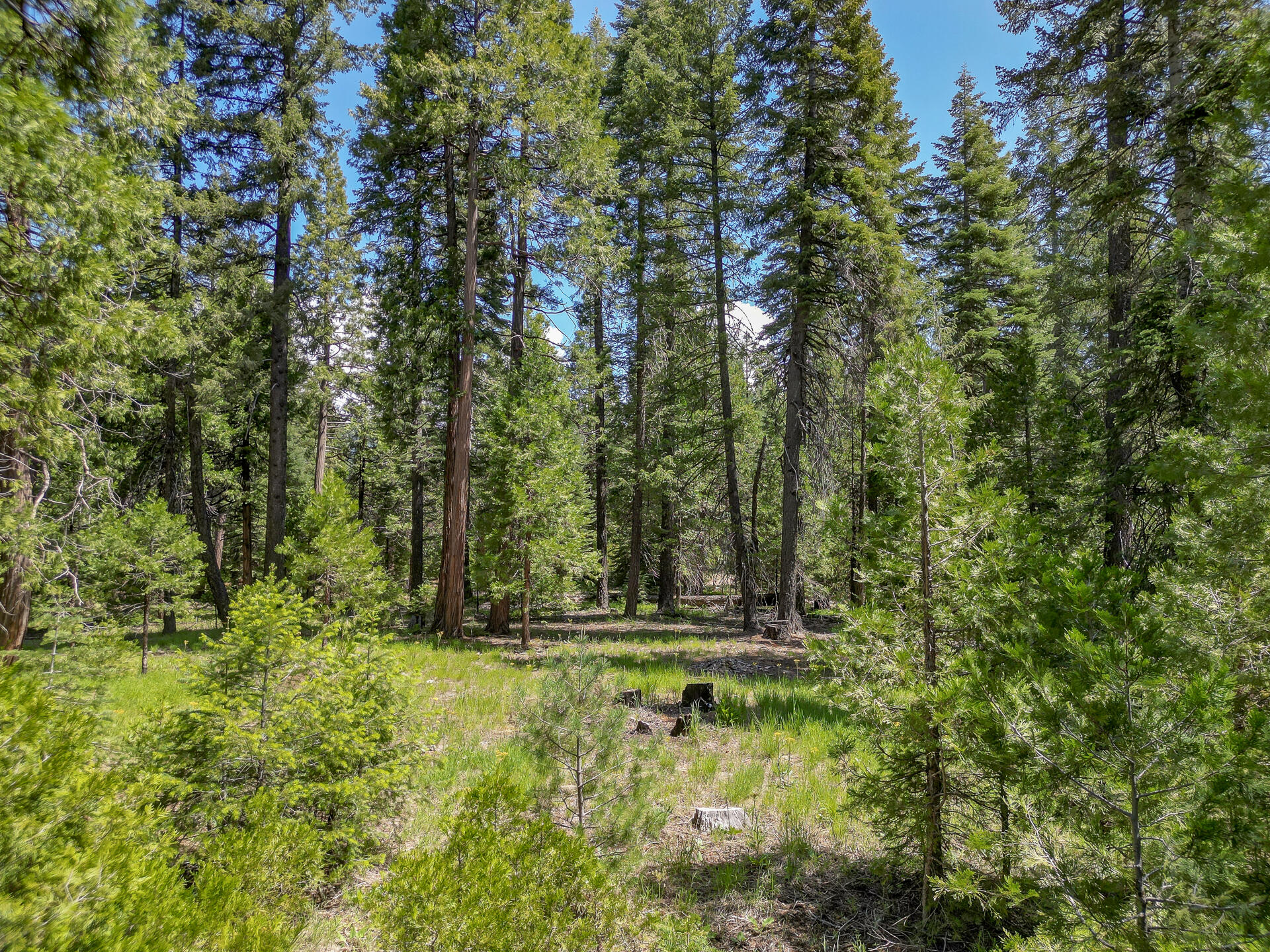 Mountain Meadow Road Shingletown, CA 96088 - Photo 4 of 8 a view of outdoor space and yard