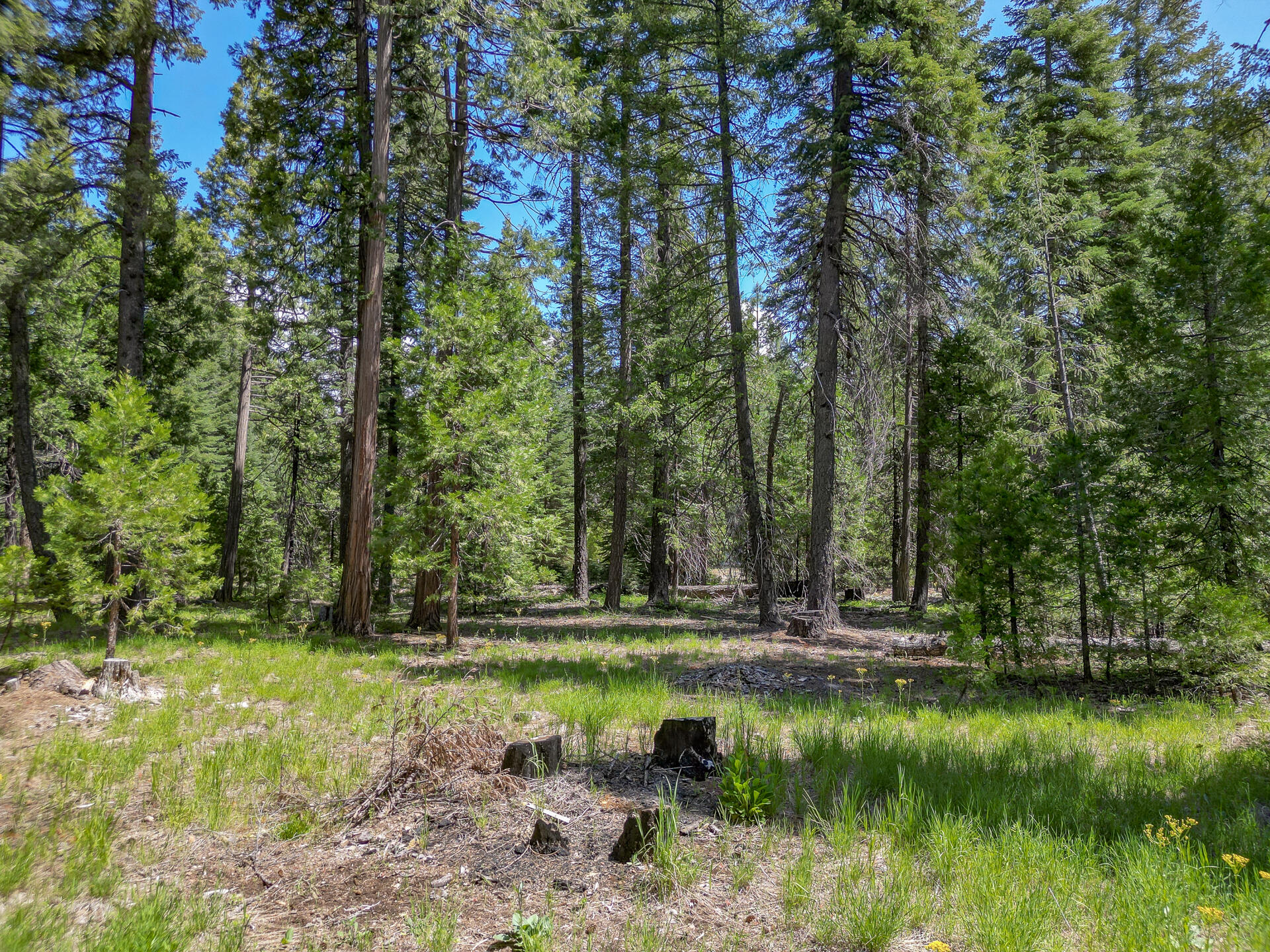 Mountain Meadow Road Shingletown, CA 96088 - Photo 5 of 8 a view of swimming pool with a yard
