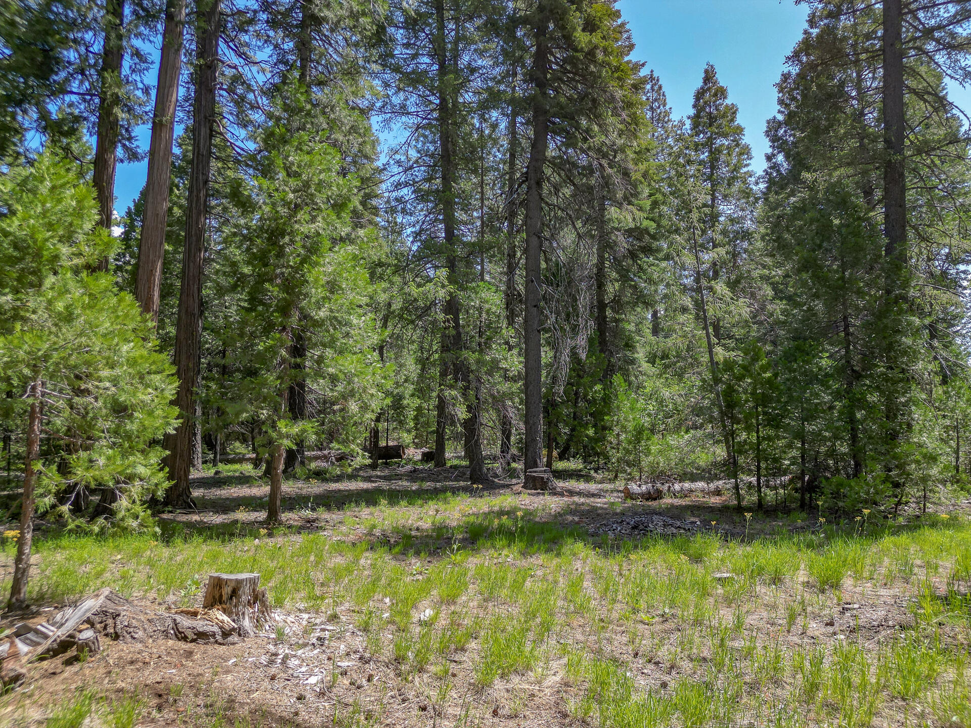 Mountain Meadow Road Shingletown, CA 96088 - Photo 6 of 8 a view of swimming pool with a yard