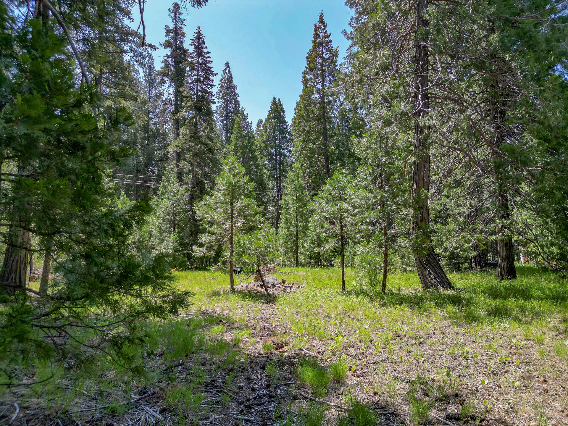 Mountain Meadow Road Shingletown, CA 96088 - Photo 7 of 8 a view of outdoor space with trees all around