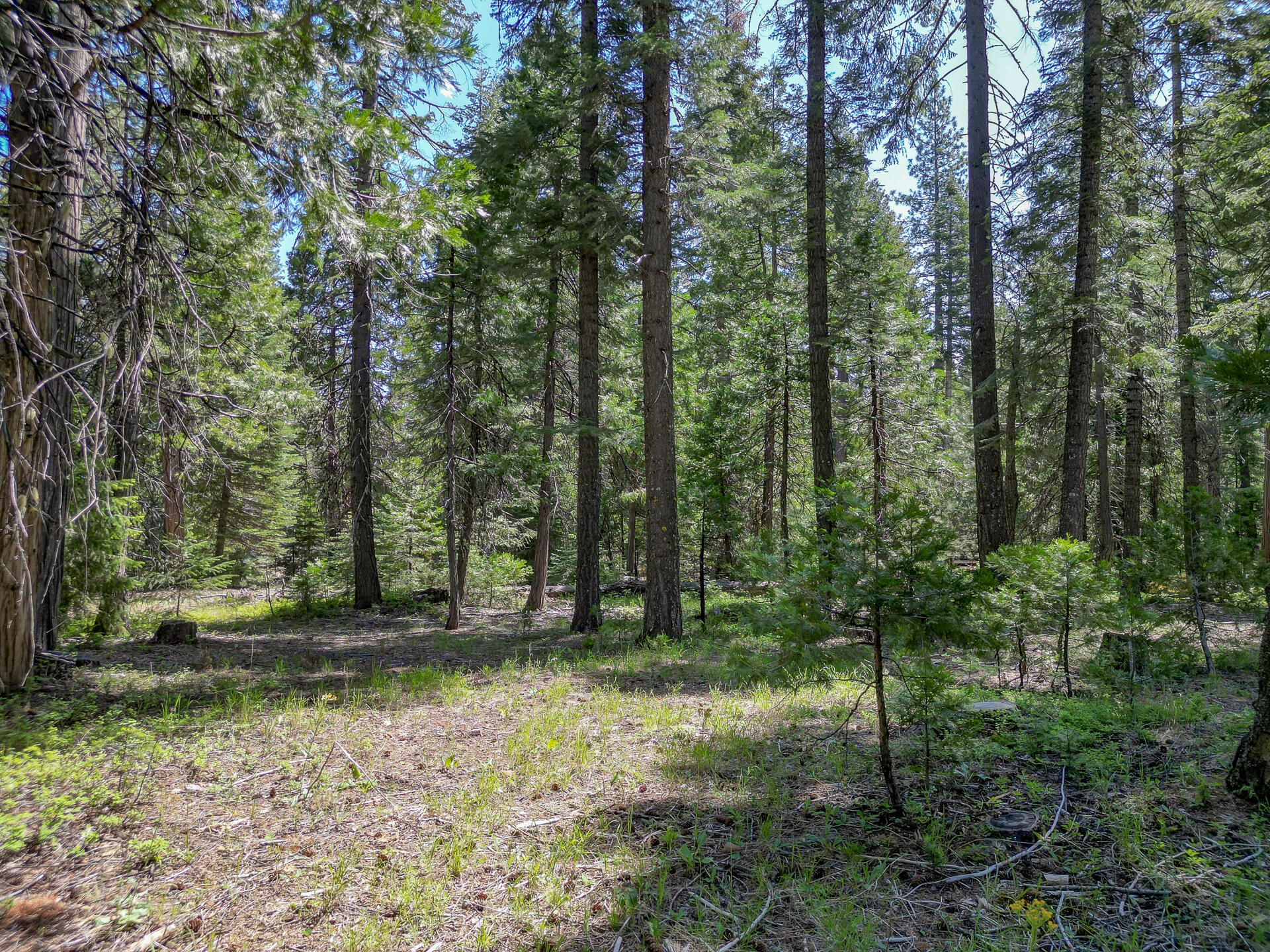 Mountain Meadow Road Shingletown, CA 96088 - Photo 8 of 8 a view of outdoor space with trees
