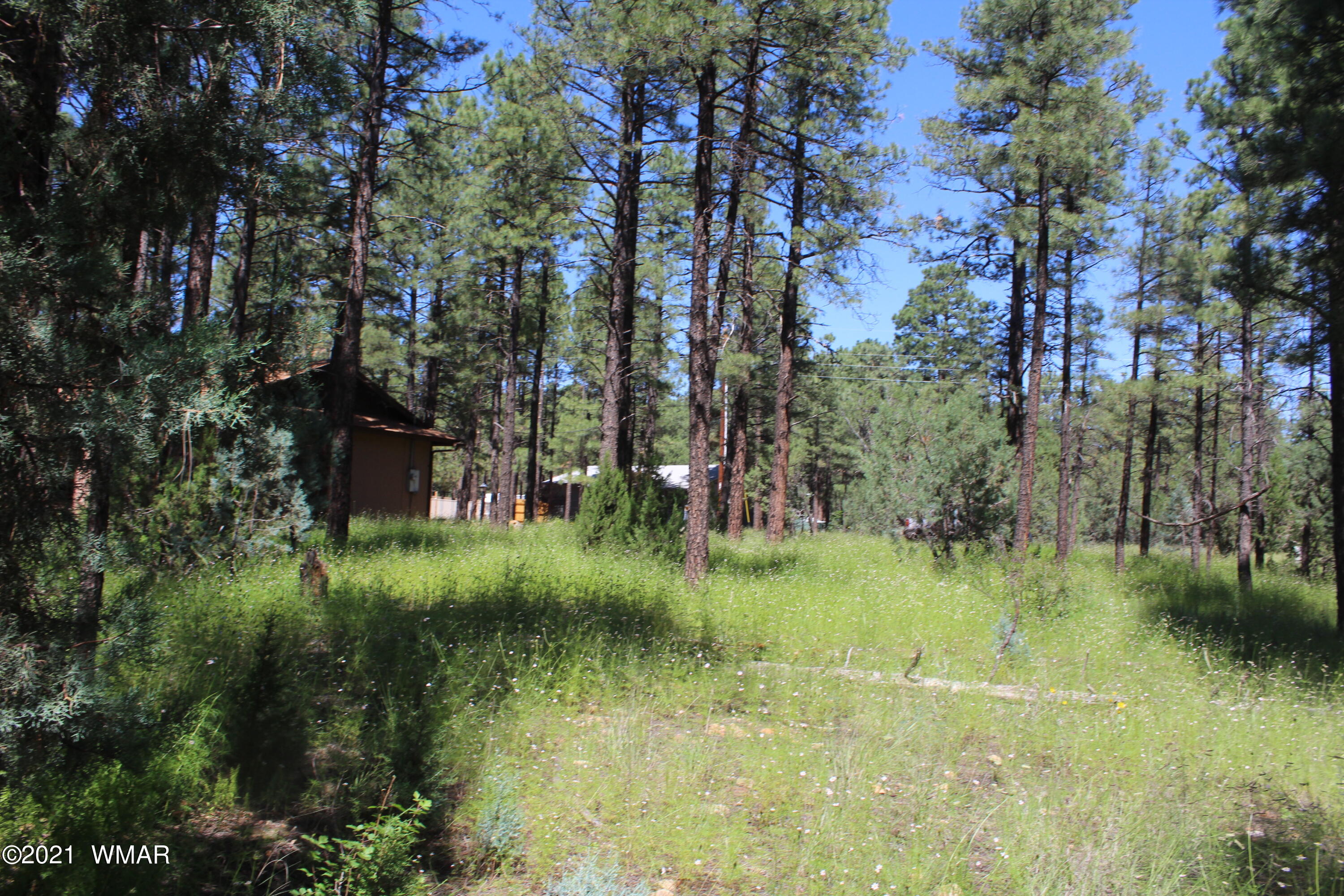2159 Wildflower Road Overgaard, AZ 85933 - Photo 11 of 30 a view of a garden with a tree