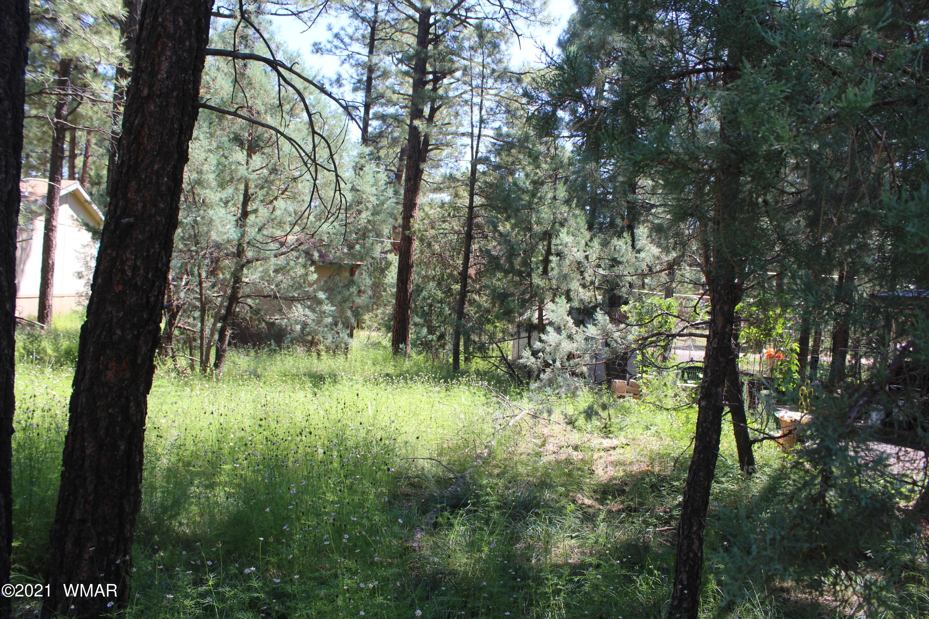 2159 Wildflower Road Overgaard, AZ 85933 - Photo 15 of 30 a view of a green yard with large trees