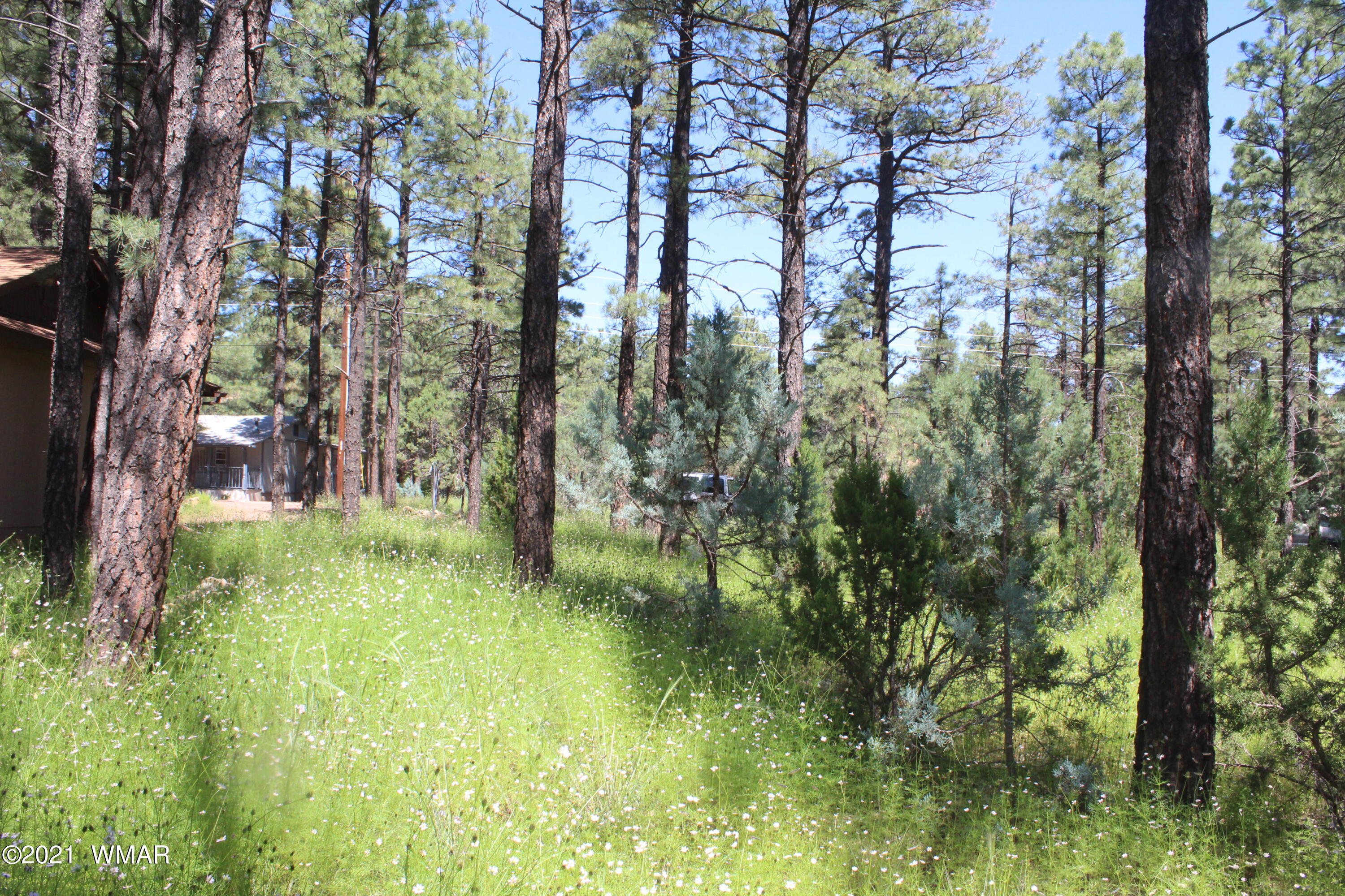 2159 Wildflower Road Overgaard, AZ 85933 - Photo 17 of 30 a backyard of a house with lots of green space