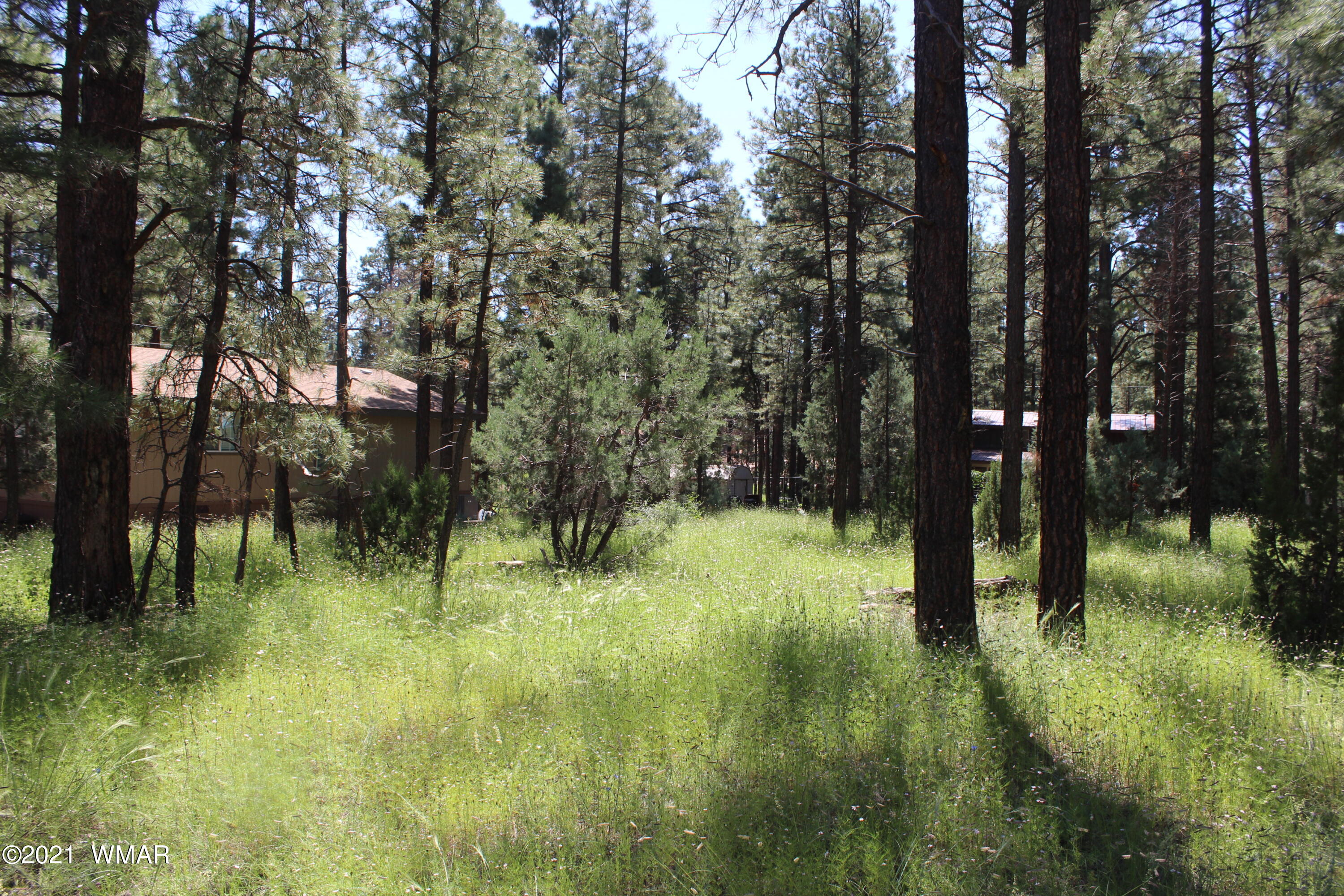 2159 Wildflower Road Overgaard, AZ 85933 - Photo 3 of 30 a view of yard