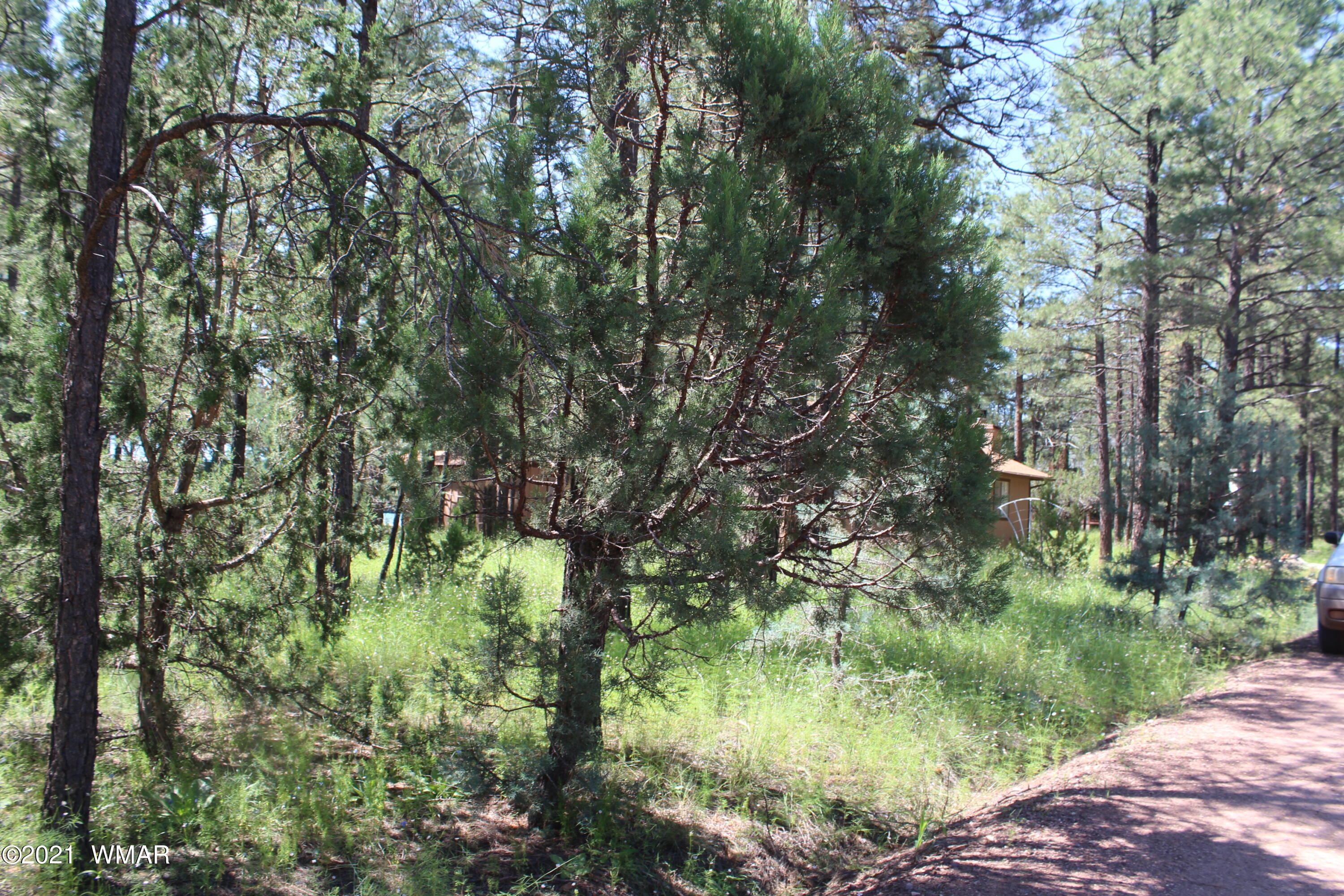 2159 Wildflower Road Overgaard, AZ 85933 - Photo 5 of 30 a backyard of a house with lots of green space