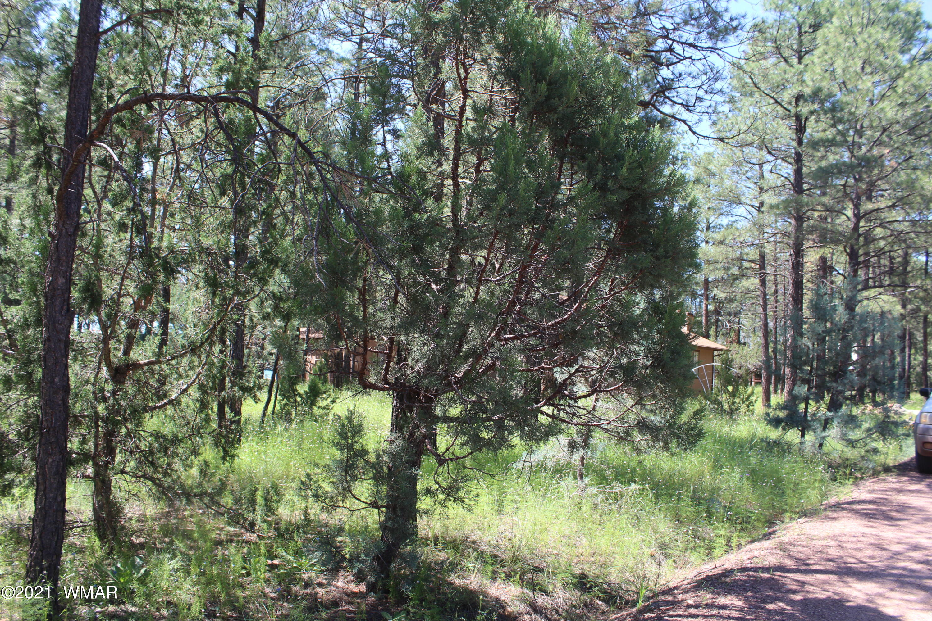 2159 Wildflower Road Overgaard, AZ 85933 - Photo 6 of 30 a view of a garden