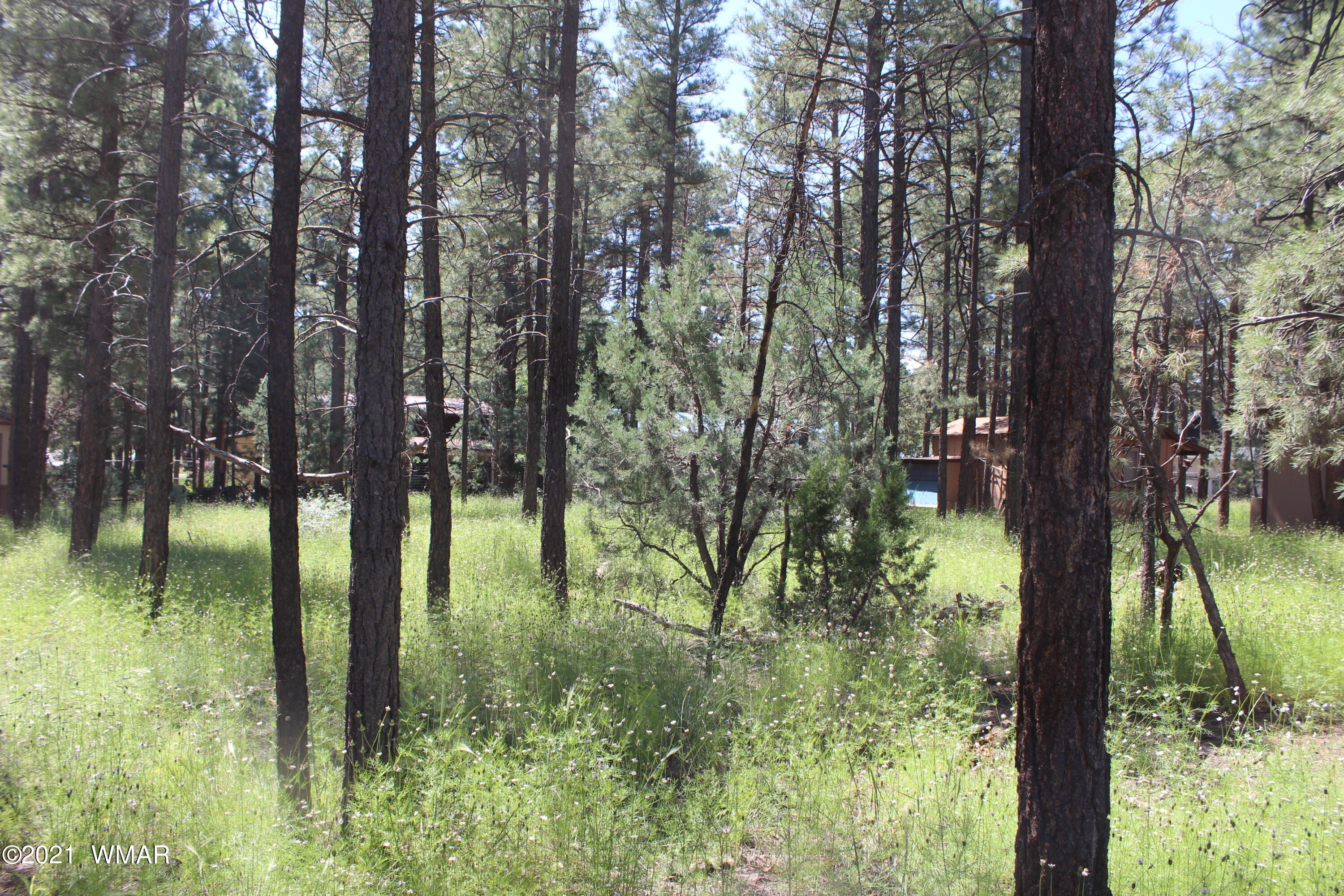 2159 Wildflower Road Overgaard, AZ 85933 - Photo 7 of 30 a backyard of a house with lots of green space