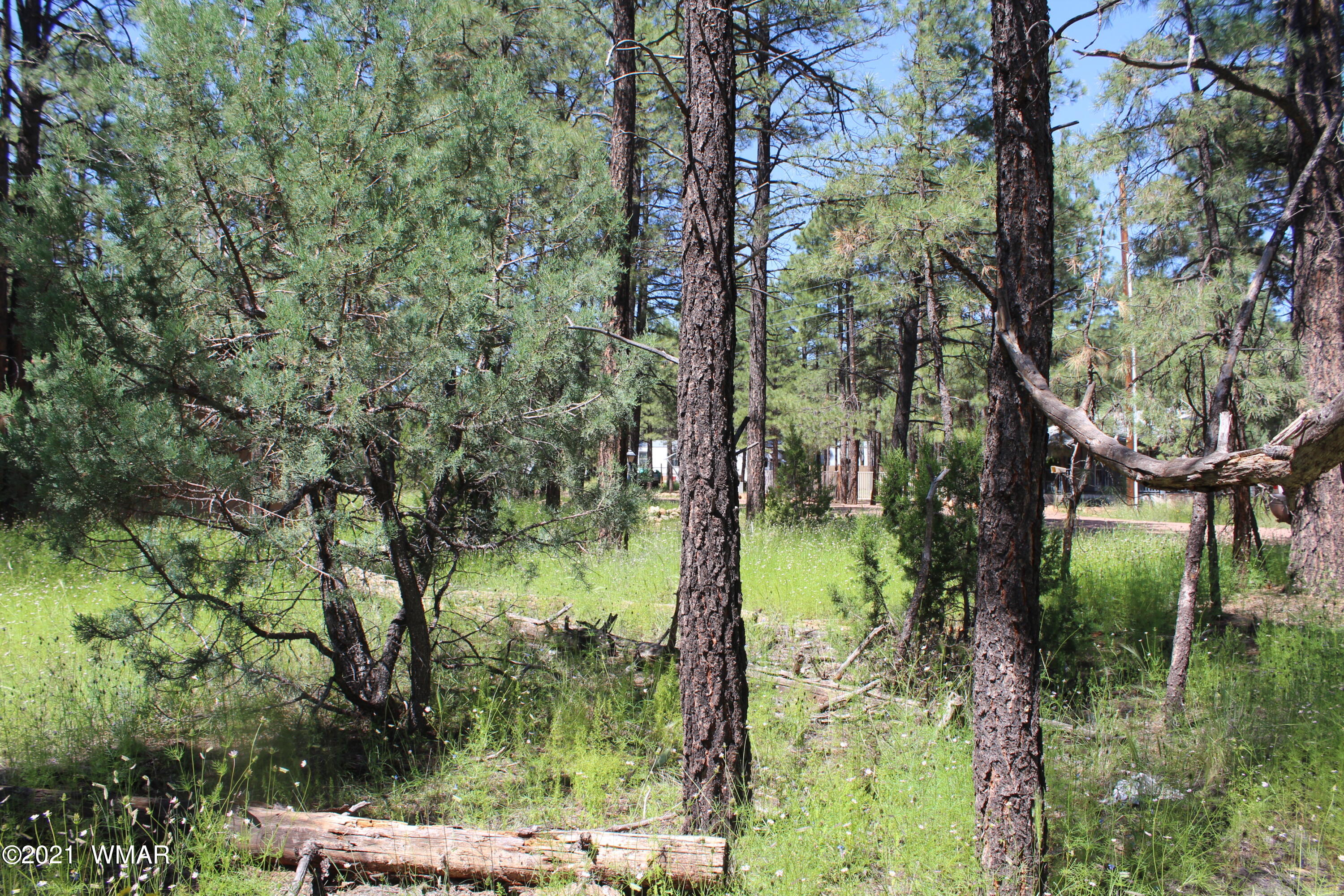 2159 Wildflower Road Overgaard, AZ 85933 - Photo 10 of 30 a view of a lake with large trees