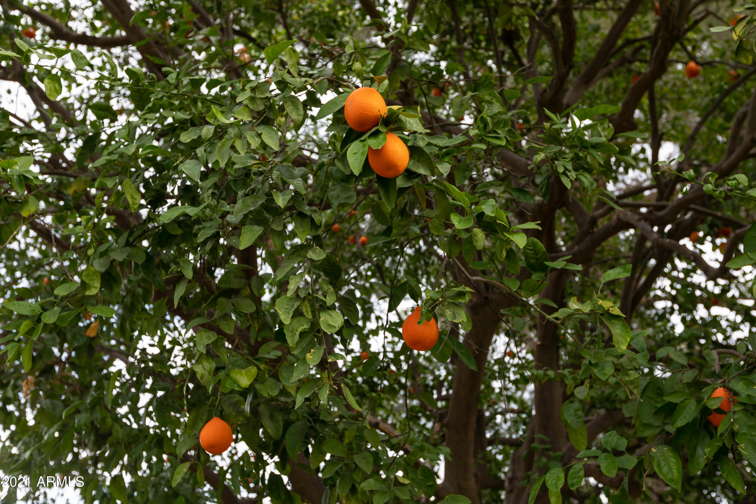 10207 West Royal Oak Road Sun City, AZ 85351 - Photo 36 of 38 orange tree