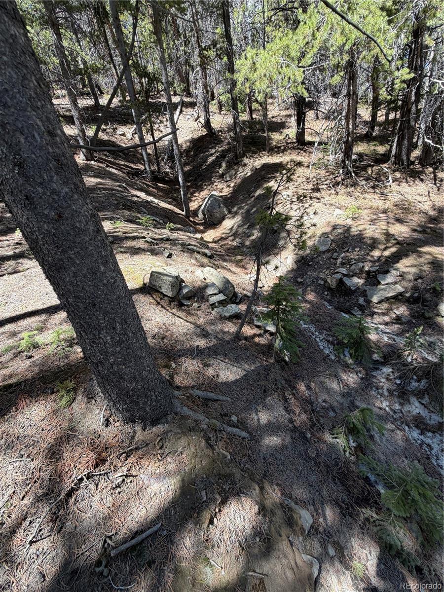 Lot 378 Alice Road Idaho Springs, CO 80452 - Photo 18 of 26 a view of tree