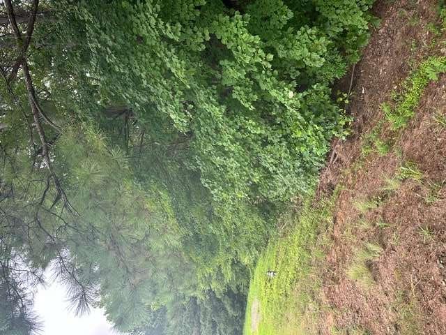 3533 McEver Road Gainesville, GA 30504 - Photo 3 of 6