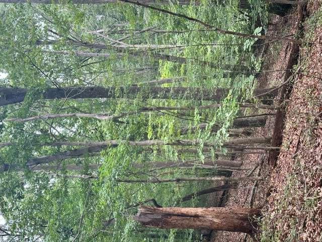 3533 McEver Road Gainesville, GA 30504 - Photo 5 of 6