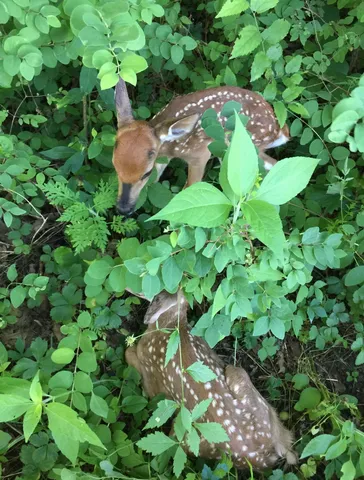 $1,375,000 | 5542 Southeast Tater Peeler Road, Lebanon, TN 37090