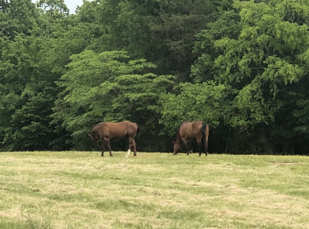 5542 Southeast Tater Peeler Road Lebanon, TN 37090 - Photo 53 of 61