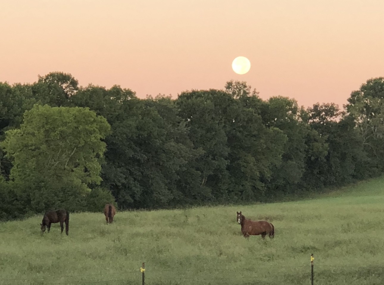 5542 Southeast Tater Peeler Road Lebanon, TN 37090 - Photo 54 of 61