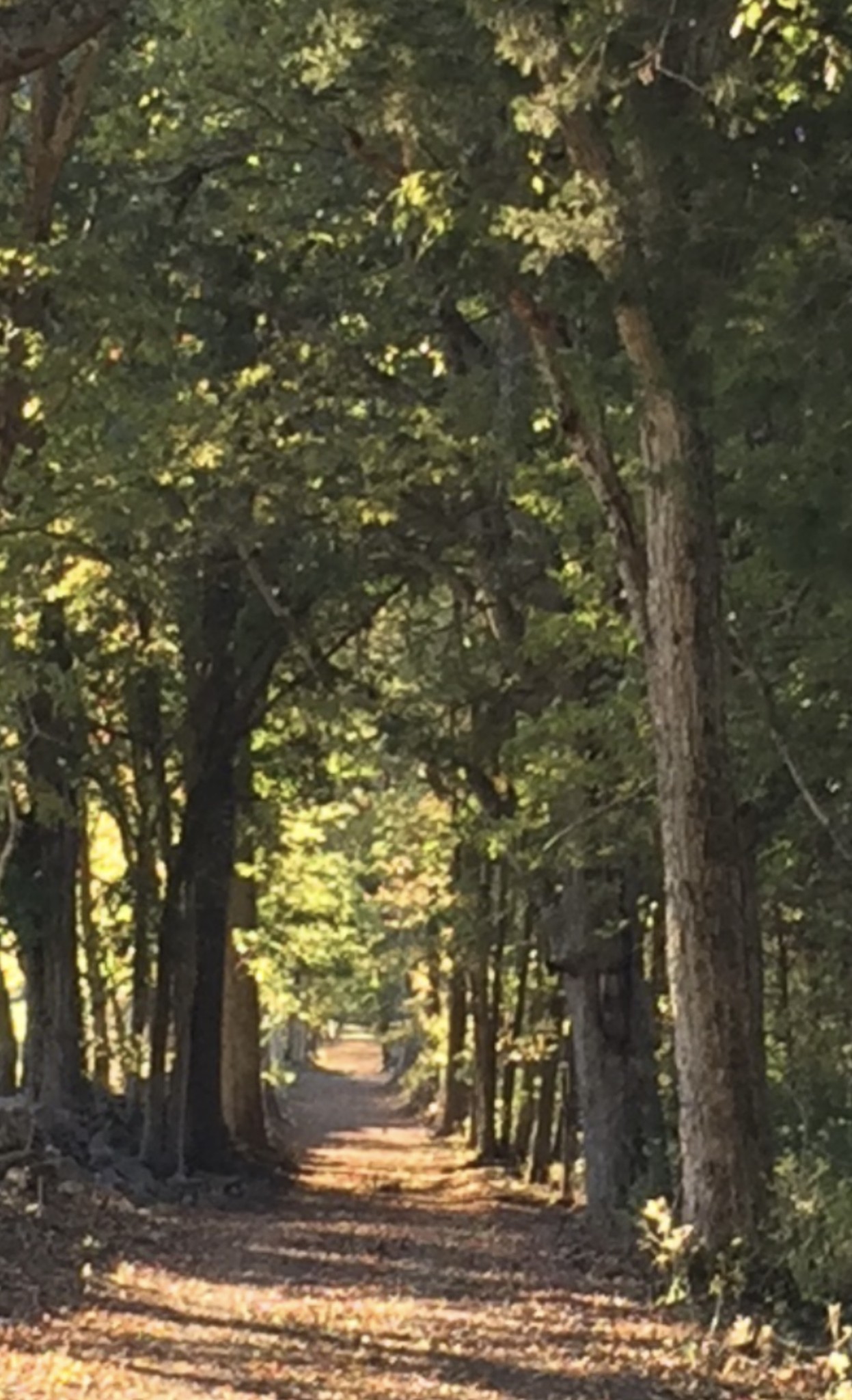 5542 Southeast Tater Peeler Road Lebanon, TN 37090 - Photo 57 of 61