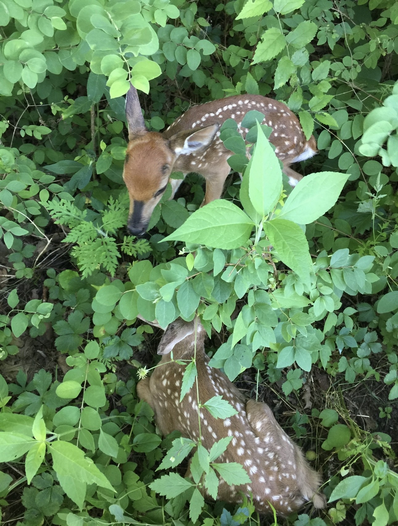 5542 Southeast Tater Peeler Road Lebanon, TN 37090 - Photo 59 of 61 a backyard of a house with lots of green space