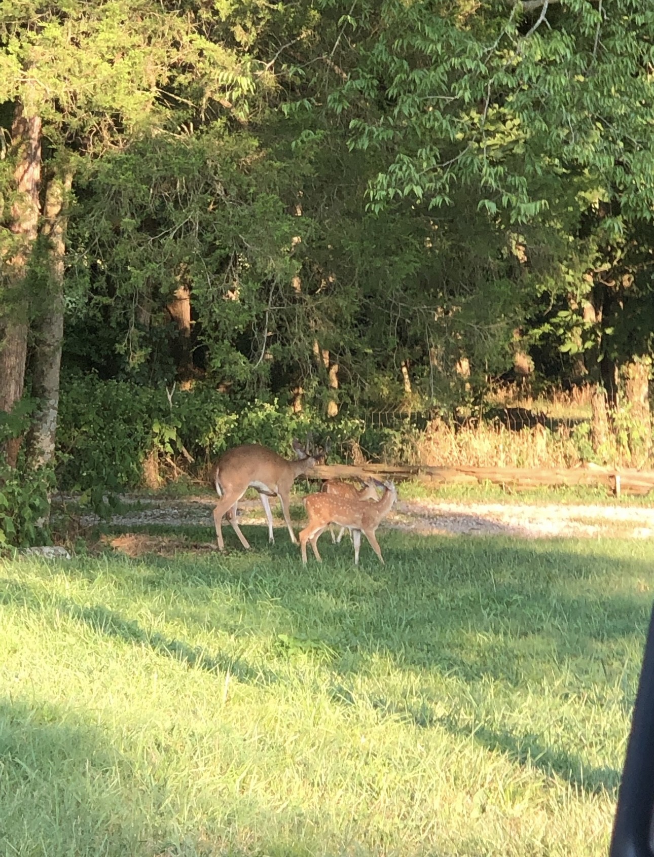 5542 Southeast Tater Peeler Road Lebanon, TN 37090 - Photo 60 of 61 a view of a garden from a patio