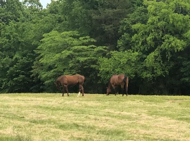 $1,375,000 | 5542 Southeast Tater Peeler Road, Lebanon, TN 37090