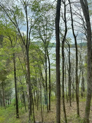 a view of trees and covered with trees