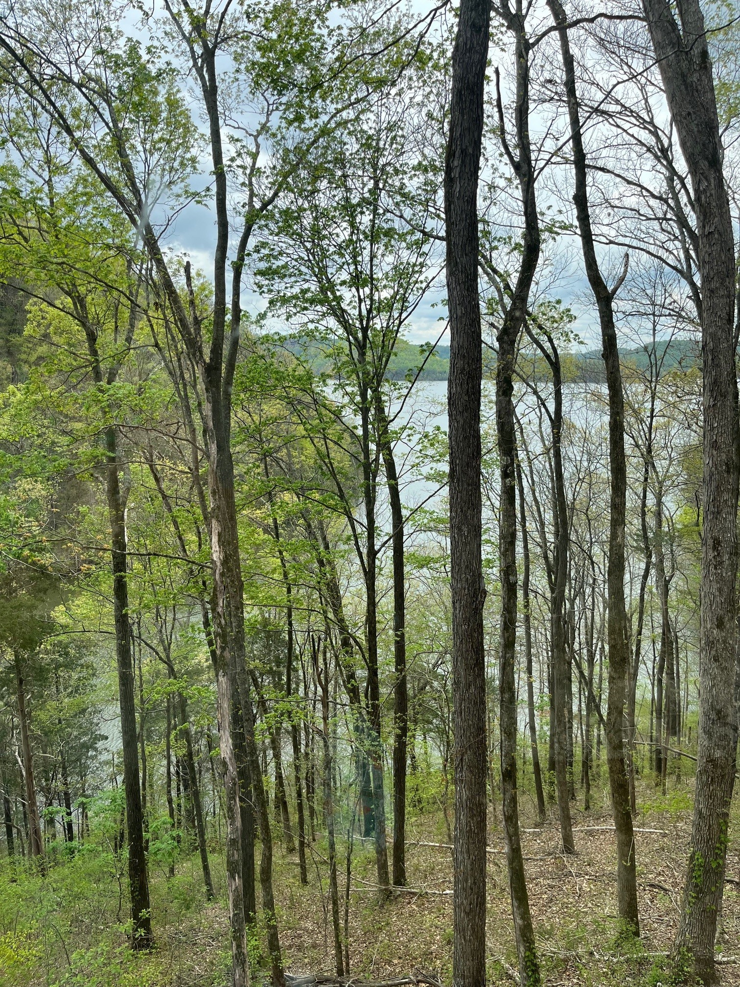 1490 Ford Road Baxter, TN 38544 - Photo 2 of 24 a view of trees and covered with trees
