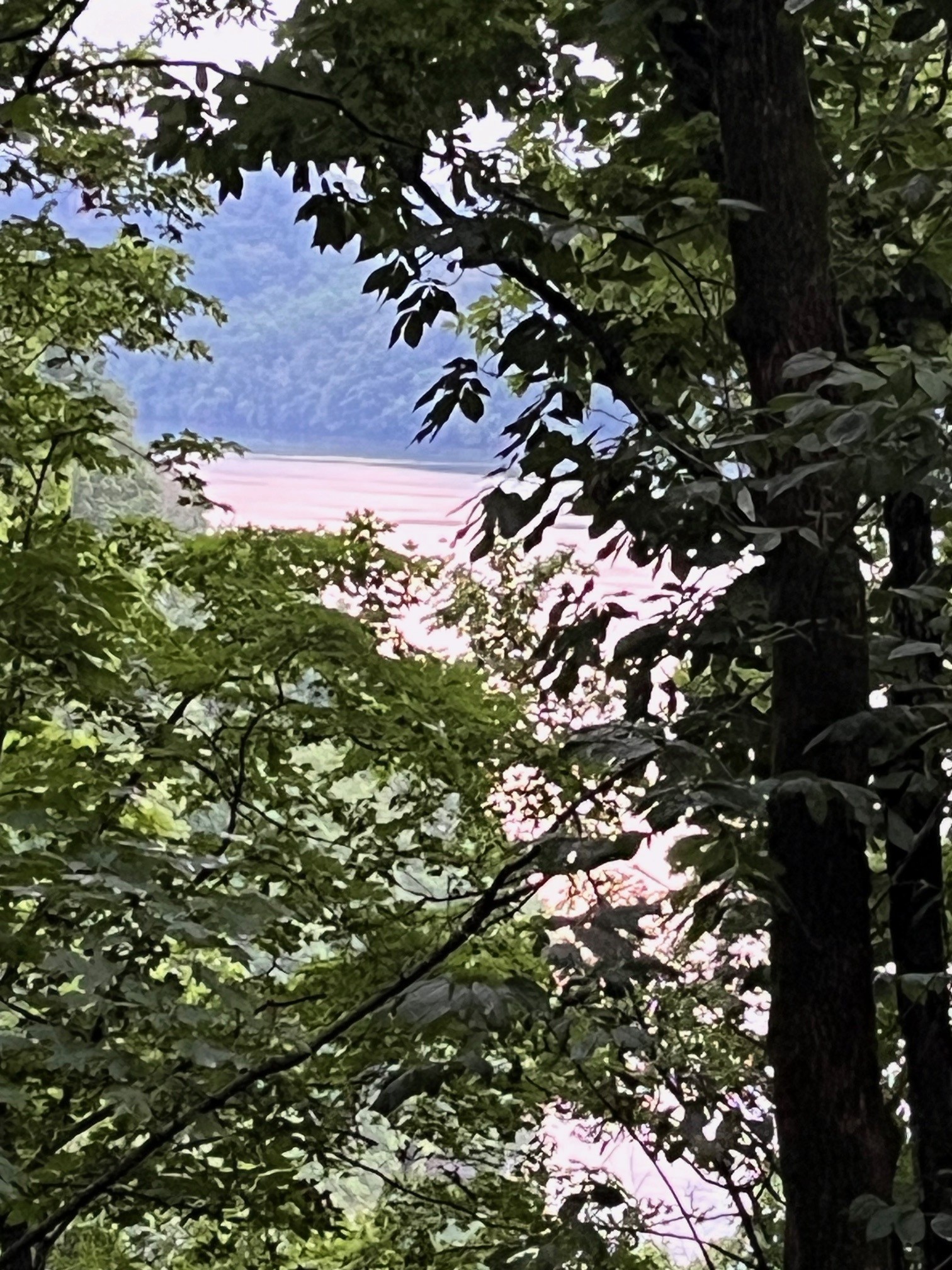 1490 Ford Road Baxter, TN 38544 - Photo 23 of 24 a picture of tree