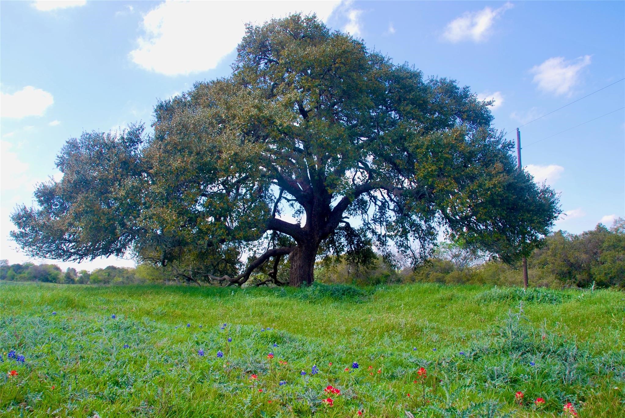a view of green field
