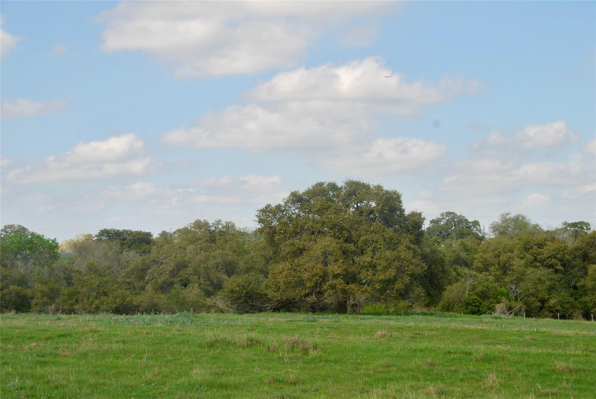450 County Road 217 Schulenburg, TX 78956 - Photo 14 of 19 a view of a grassy field