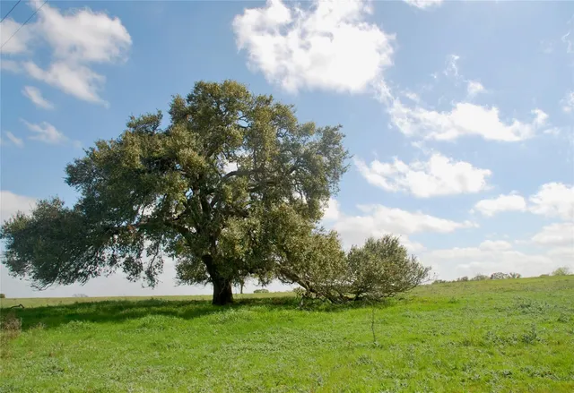 a view of a tree in middle of the green field