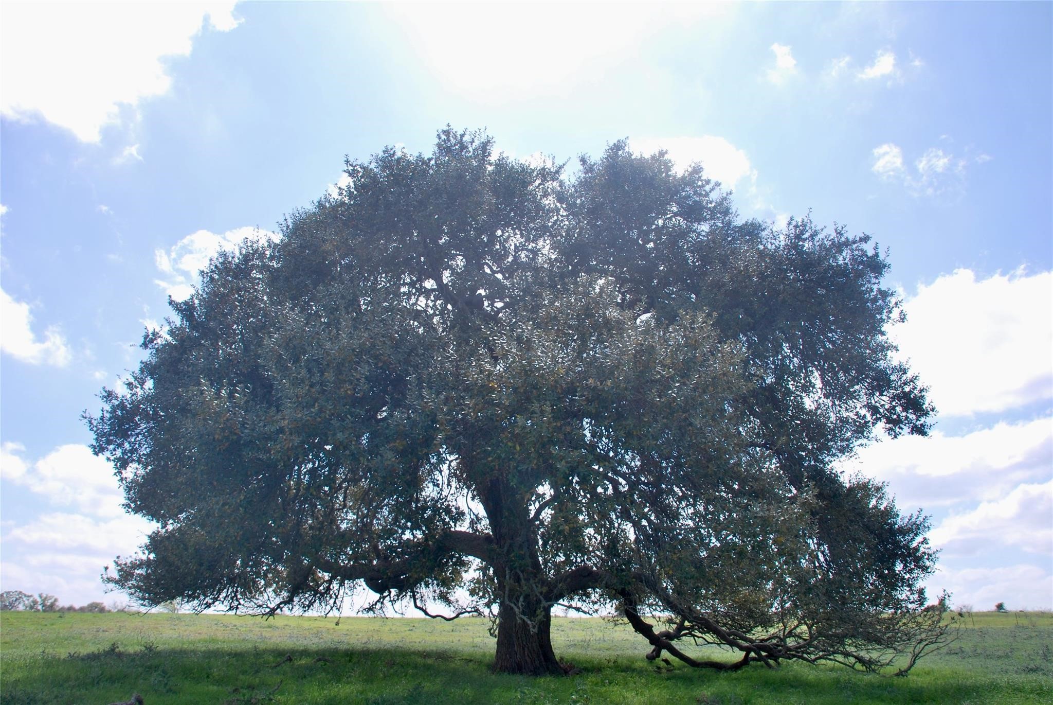 450 County Road 217 Schulenburg, TX 78956 - Photo 19 of 19 a view of a tree in middle of the green field