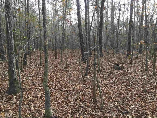 a view of a forest with trees in the background