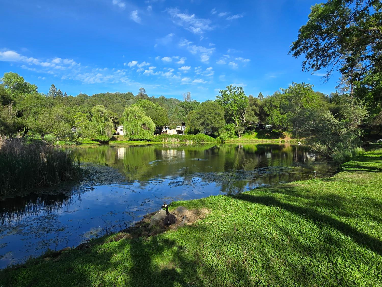 1525 Cold Springs Road, Unit 16 Placerville, CA 95667 - Photo 29 of 38 Just steps to the pond, photo taken April 2026