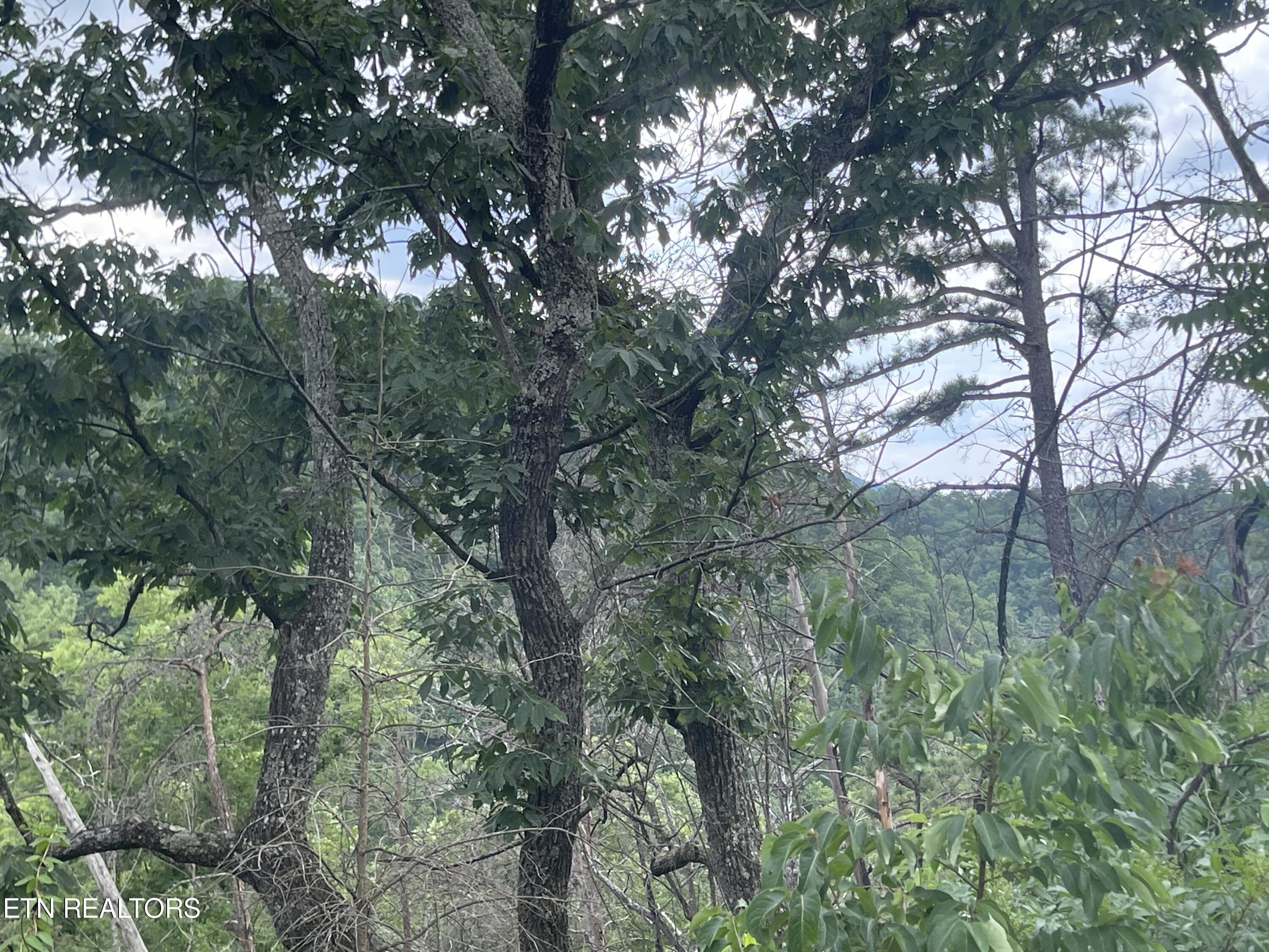 River Birch Way Sevierville, TN 37862 - Photo 12 of 28 mountain view to be uncovered