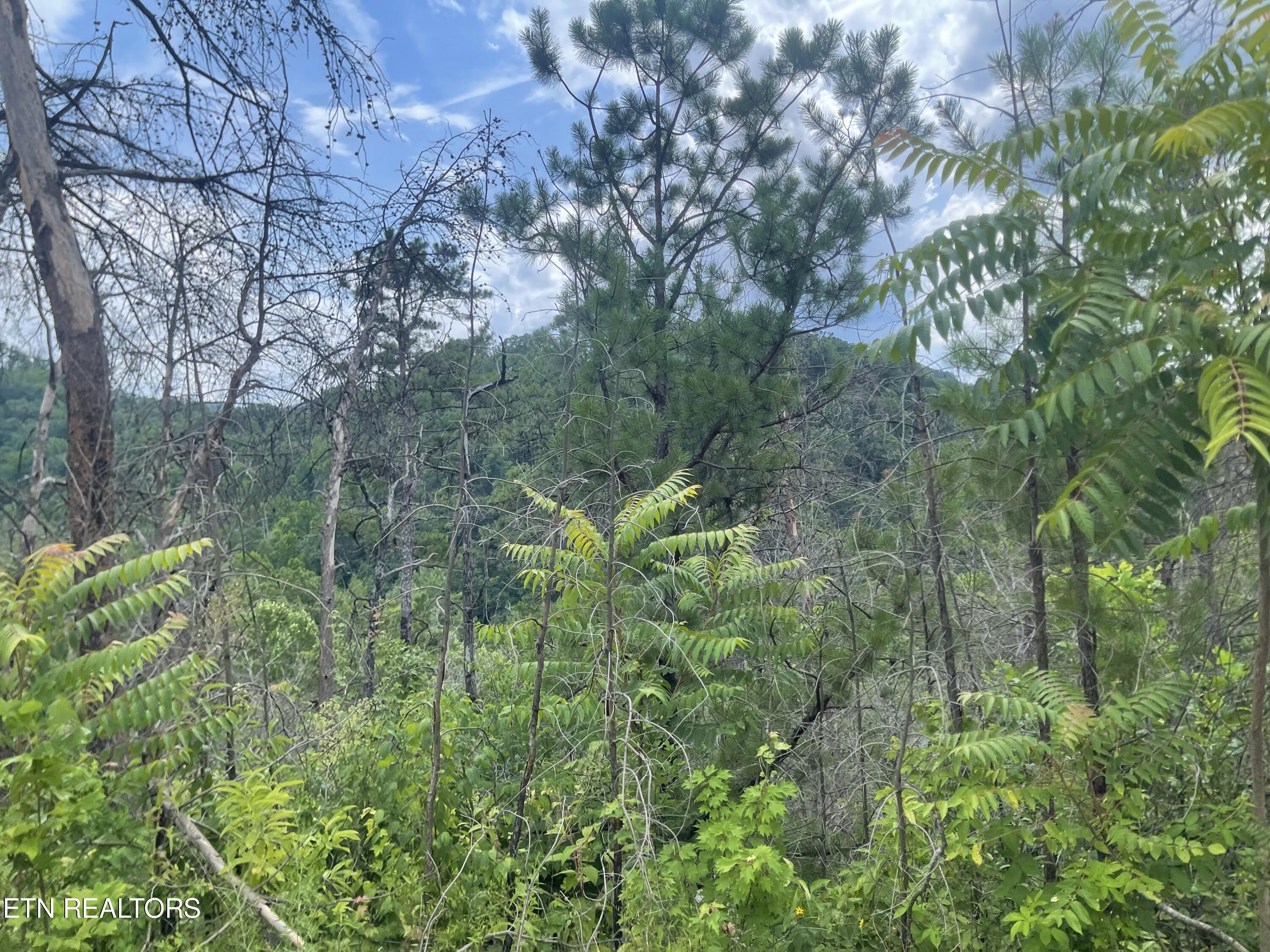River Birch Way Sevierville, TN 37862 - Photo 22 of 28 mountain view to be uncovered