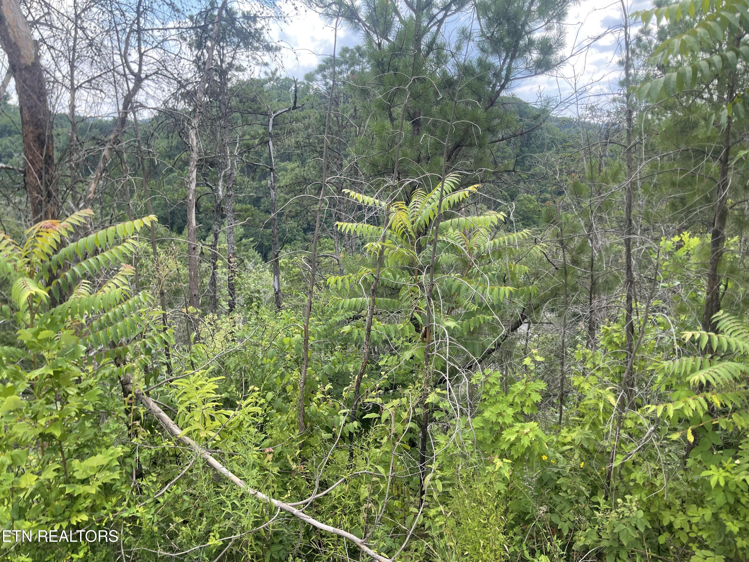 River Birch Way Sevierville, TN 37862 - Photo 23 of 28 mountain view to be uncovered