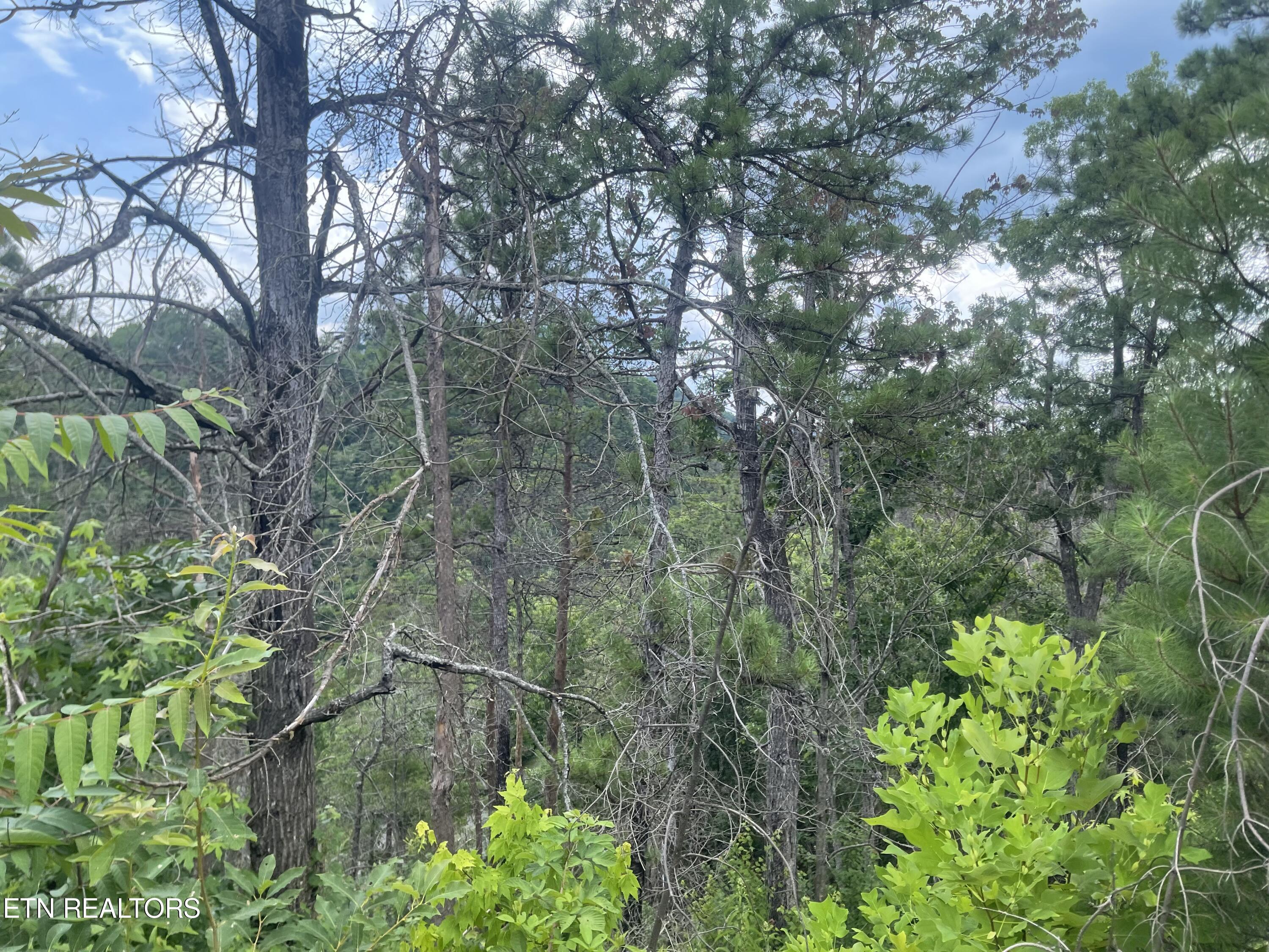 River Birch Way Sevierville, TN 37862 - Photo 28 of 28 mountain view to be uncovered