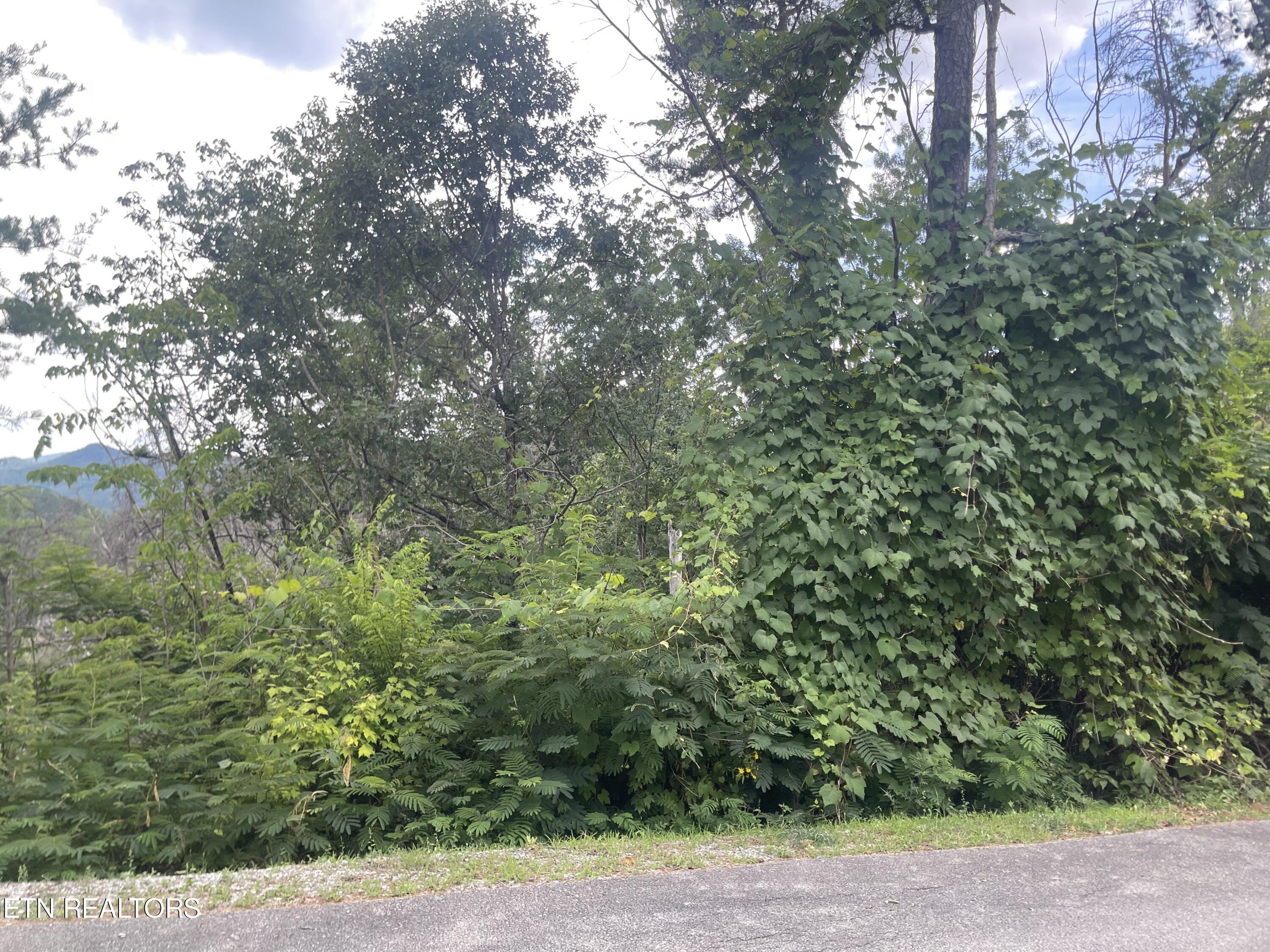 River Birch Way Sevierville, TN 37862 - Photo 3 of 28 from the street, potential build site