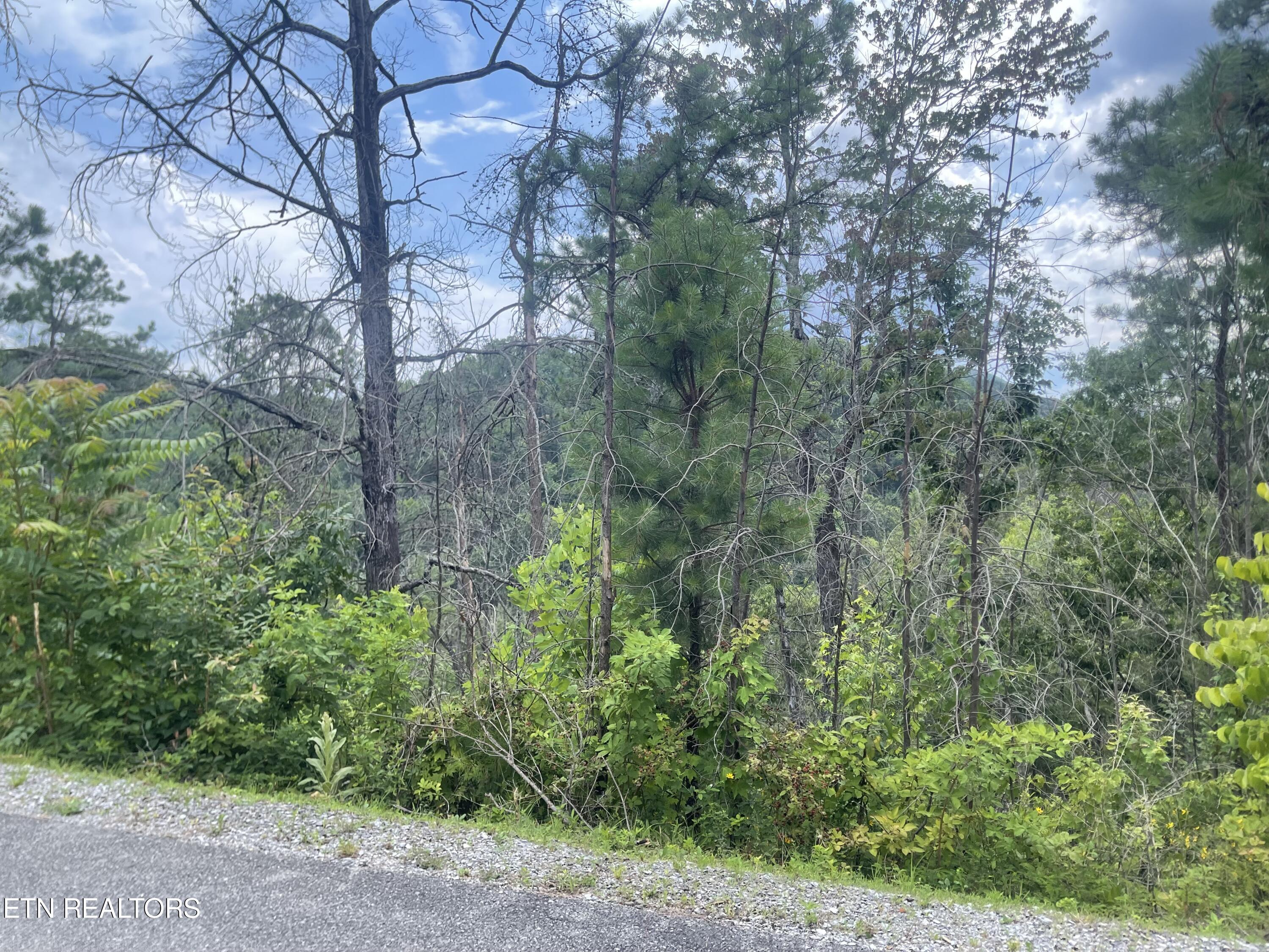 River Birch Way Sevierville, TN 37862 - Photo 4 of 28 mountain view to be uncovered