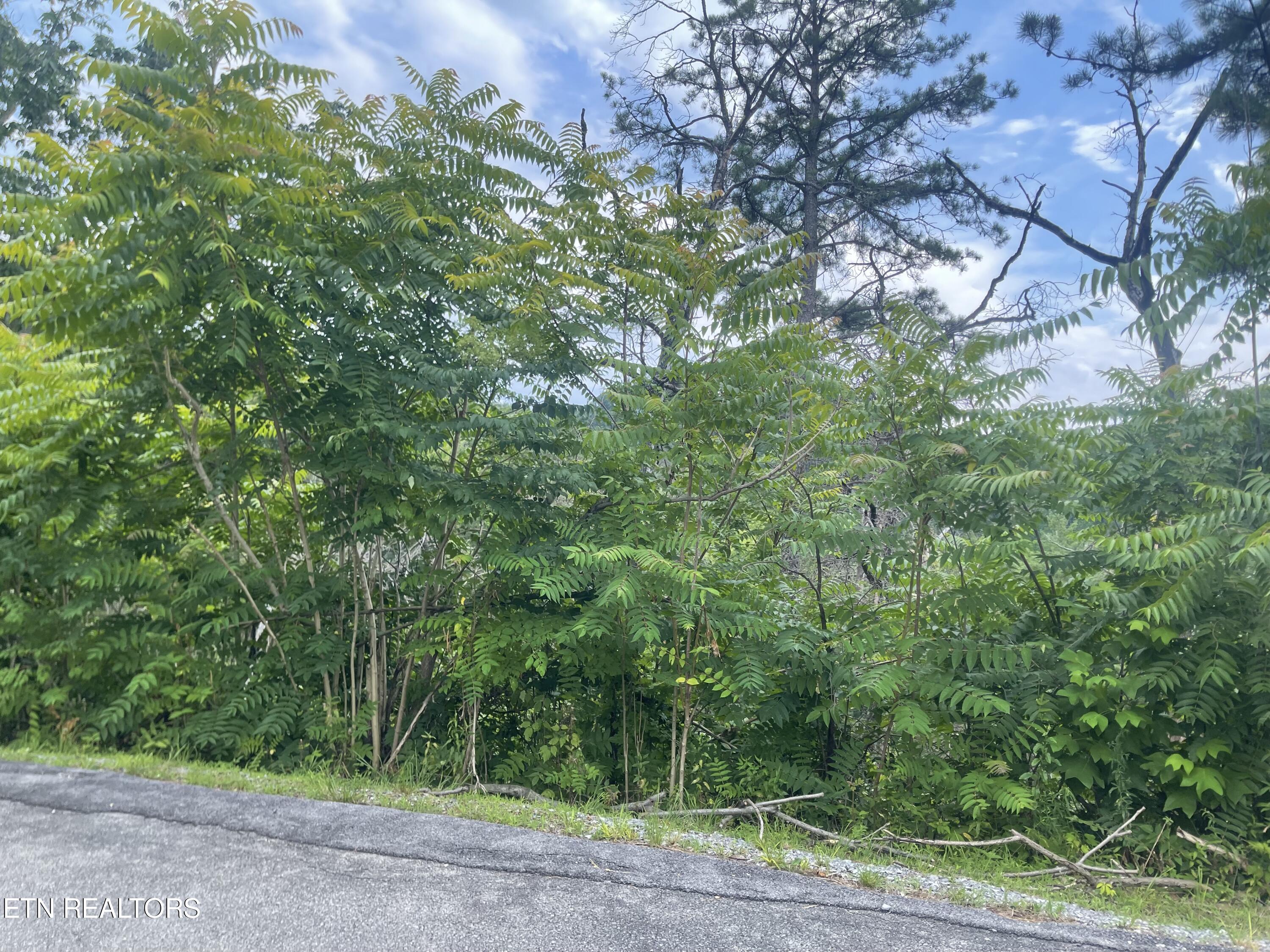 River Birch Way Sevierville, TN 37862 - Photo 8 of 28 mountain view to be uncovered