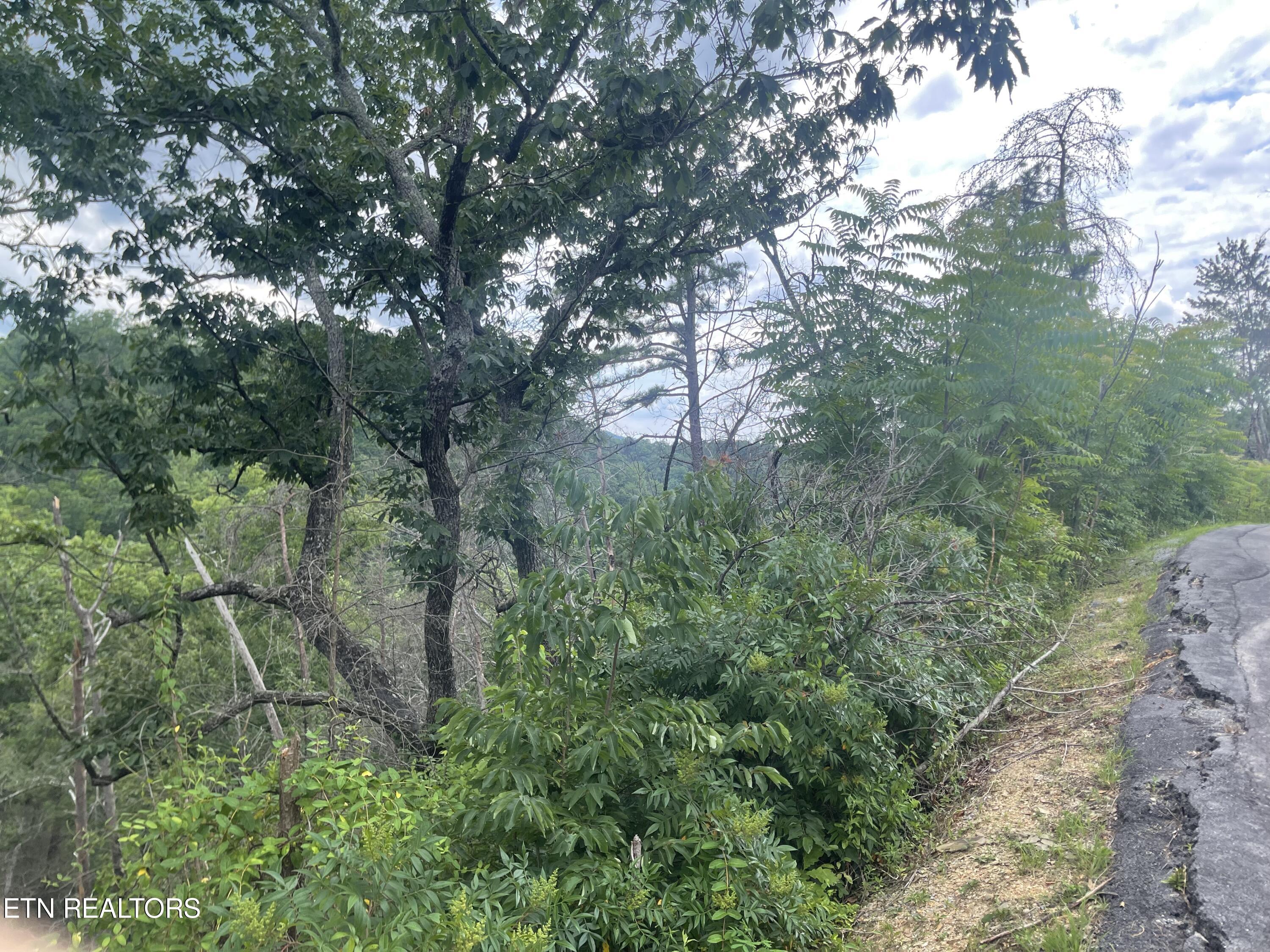 River Birch Way Sevierville, TN 37862 - Photo 9 of 28 from the street, potential build site