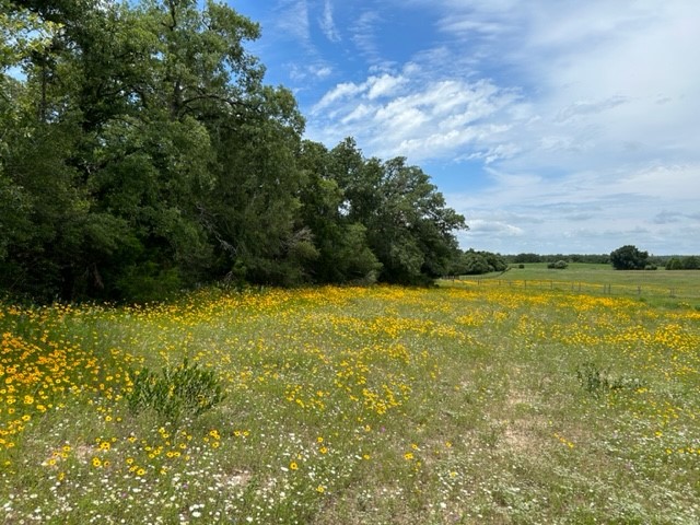 a view of yard with swimming pool and green space