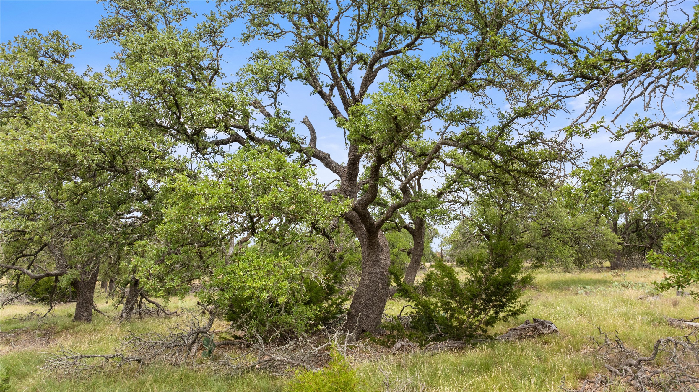 3049 Reservation Road Harper, TX 78631 - Photo 17 of 40 a view of a tree in a garden