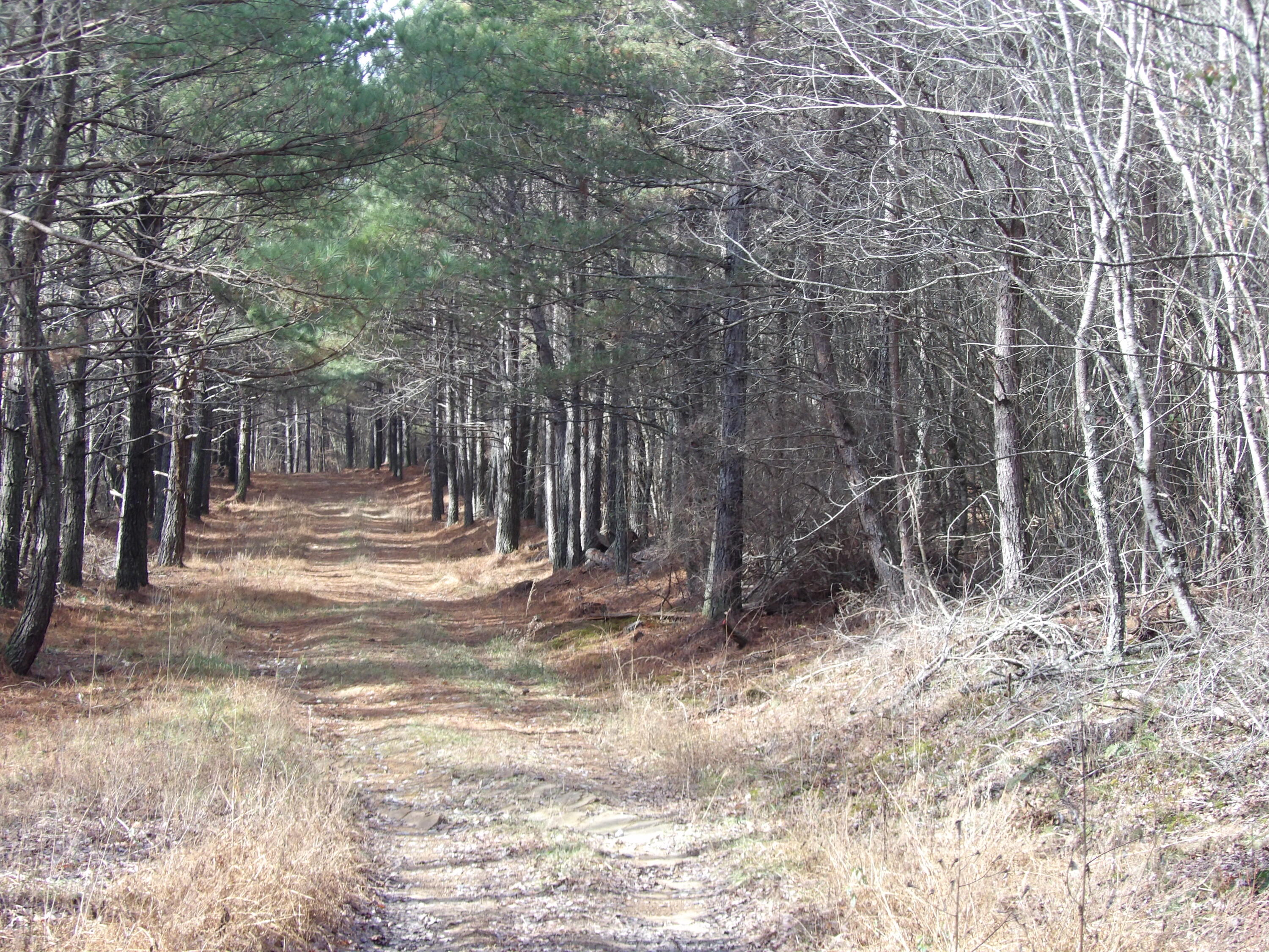 340 Randell Harris Road Pikeville, TN 37367 - Photo 13 of 36 100_2144 - Copy - Copy