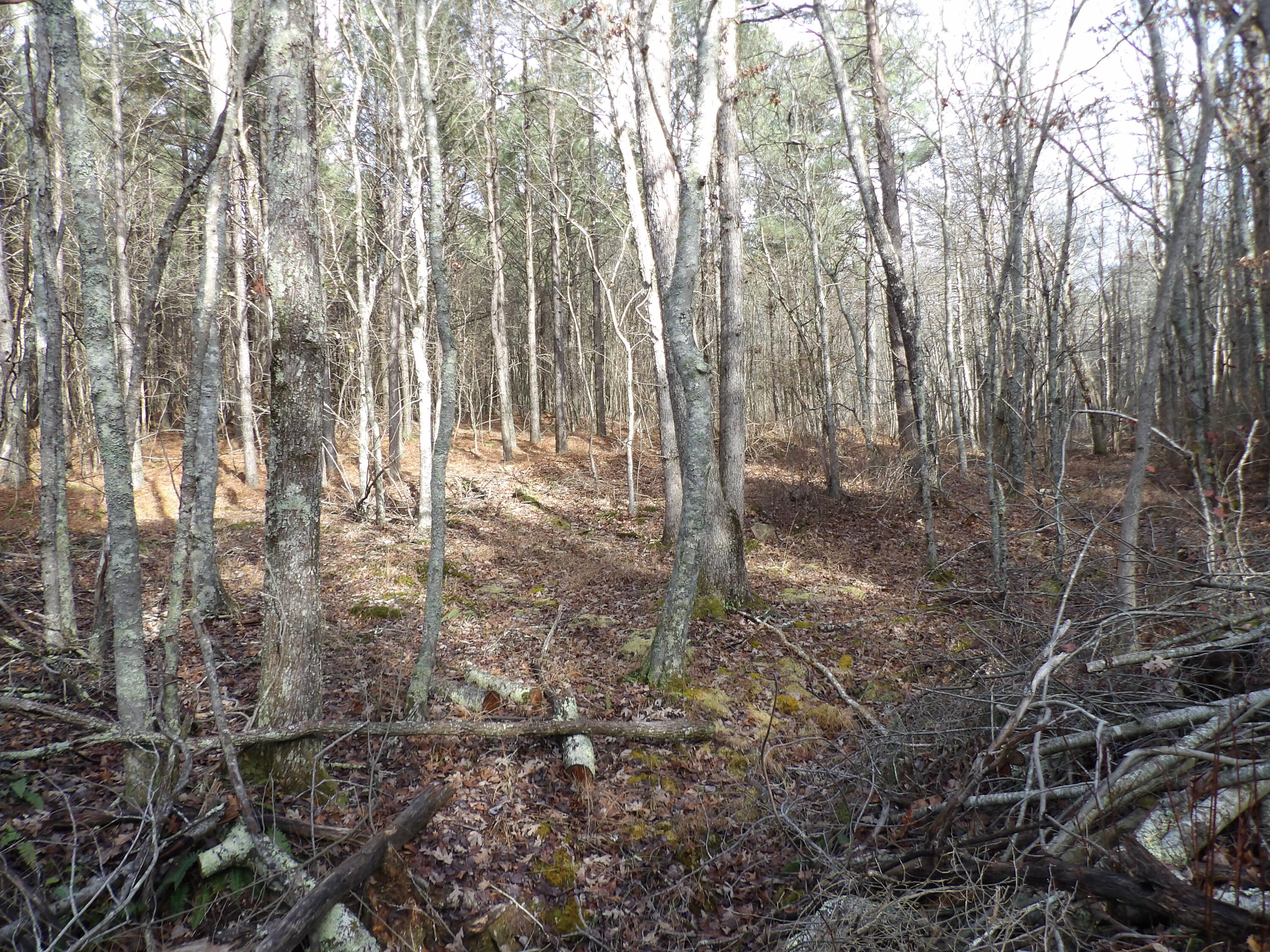 340 Randell Harris Road Pikeville, TN 37367 - Photo 14 of 36 100_2145 - Copy - Copy